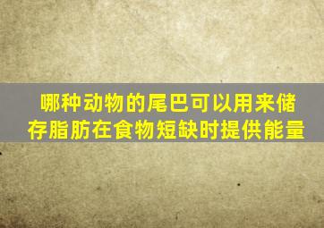 哪种动物的尾巴可以用来储存脂肪在食物短缺时提供能量
