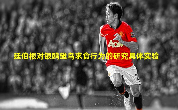 廷伯根对银鸥雏鸟求食行为的研究具体实验